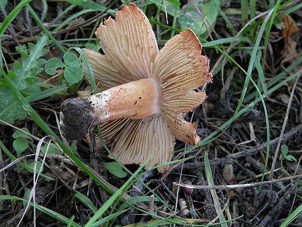 Inocybe bresadolae?